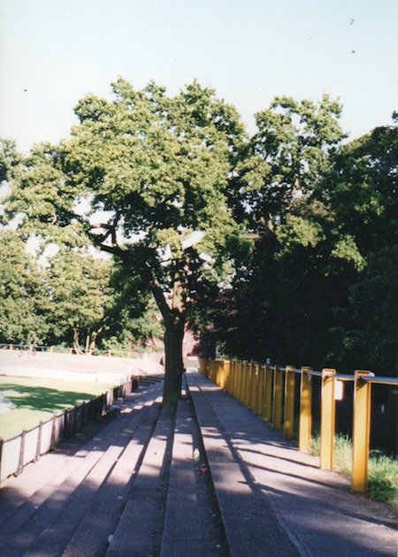 The Hatfield Road terrace tree